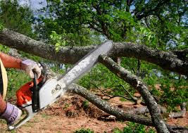  Monte Alto, TX Tree Removal Services Pros